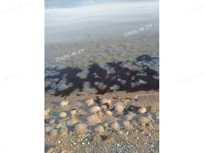 Лучше не стало - Азовское море превратилось в медузное месиво, фото 2
